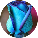 Nayla A. Avatar